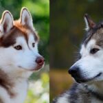 alaskan vs husky