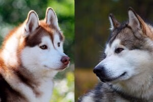 alaskan vs husky