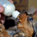 cachorro bebiendo leche