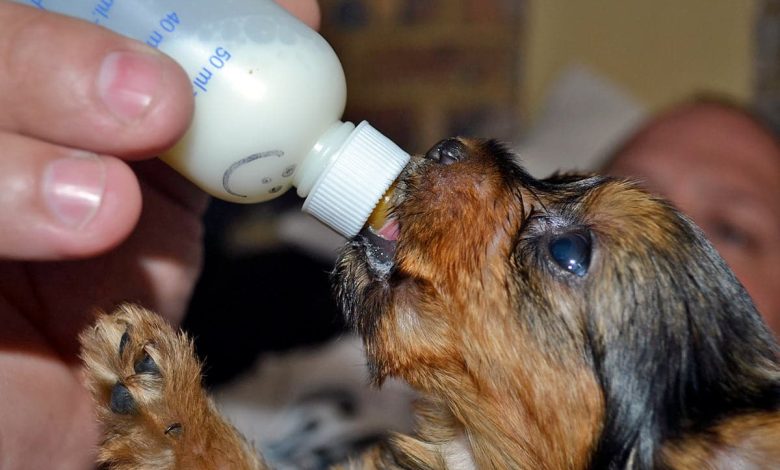 cachorro bebiendo leche