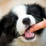 cachorro mordiendo una mano