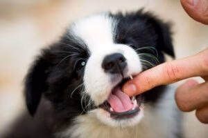 cachorro mordiendo una mano