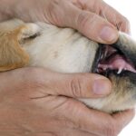 cachorro mostrando sus dientes de leche