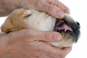 cachorro mostrando sus dientes de leche