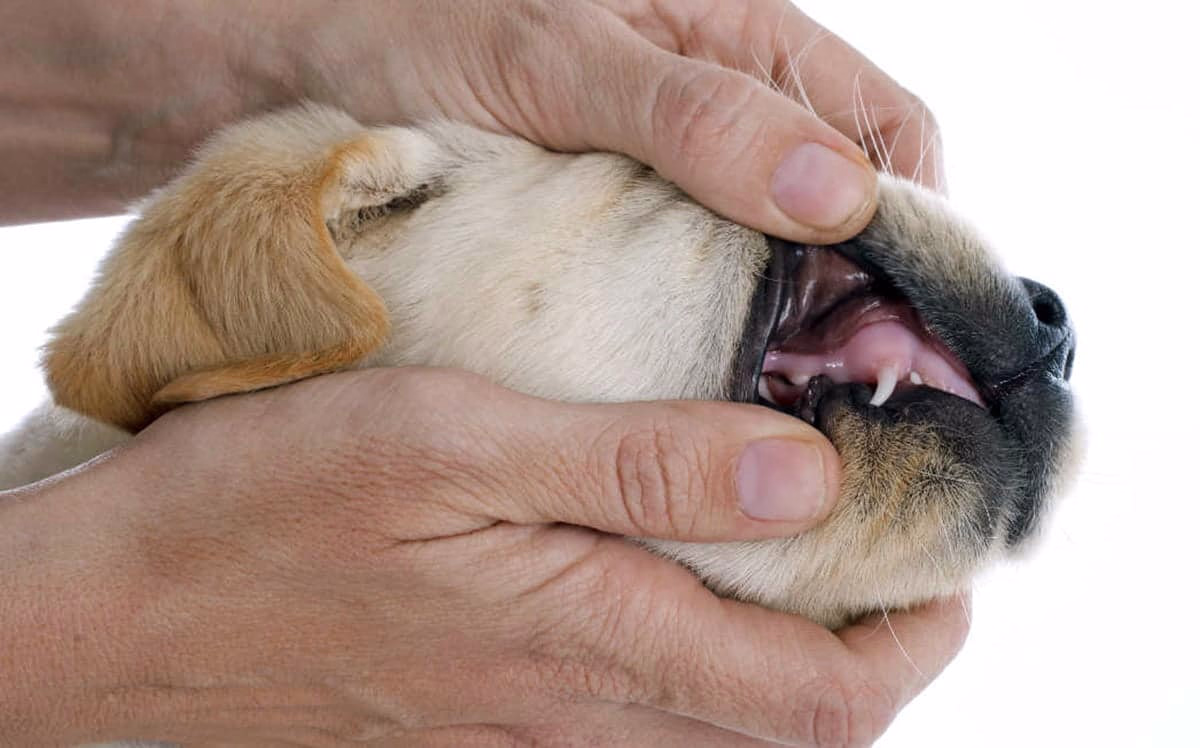 cachorro mostrando sus dientes de leche