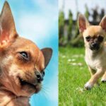 chihuahua cabeza de manzana vs ciervo