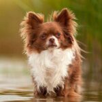 chihuahua con mucho pelo