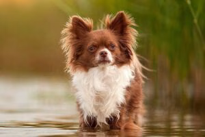 chihuahua con mucho pelo