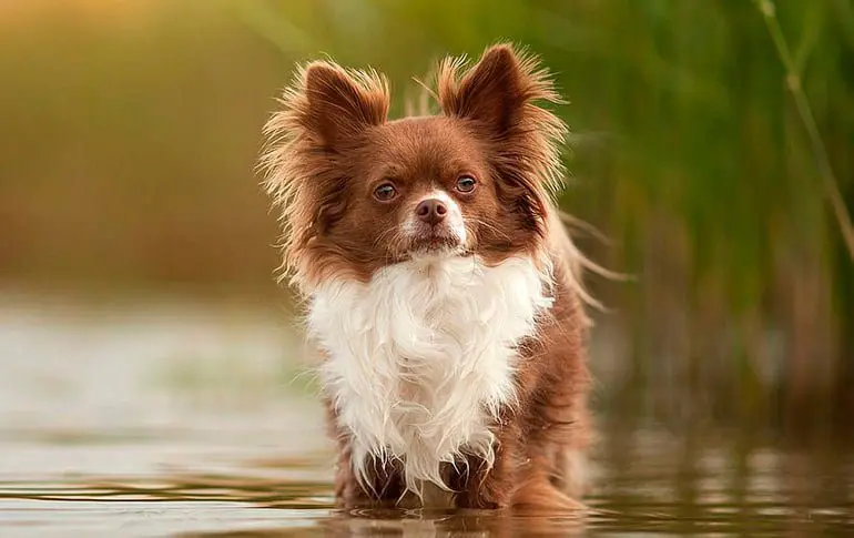 chihuahua con mucho pelo