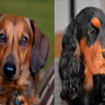 cocker vs teckel