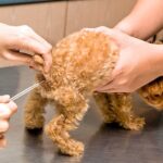 comprobando la fiebre de un perro via rectal