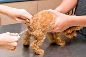 comprobando la fiebre de un perro via rectal
