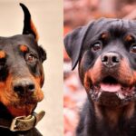 dóberman vs rottweiler