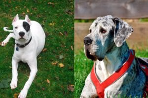 dogo argentino vs gran danés