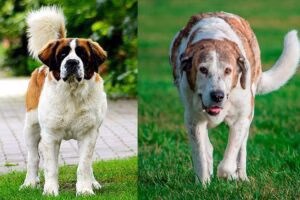 mastin vs san bernardo