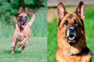 pastor alemán vs belga