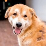 perro con calvas por padecer tina