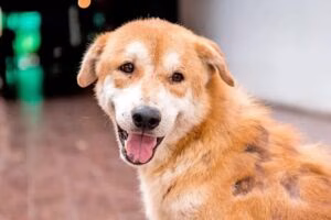 perro con calvas por padecer tina