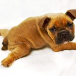 perro con el síndrome del cachorro nadador