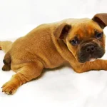 perro con el síndrome del cachorro nadador