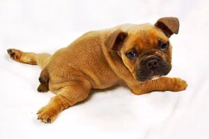 perro con el síndrome del cachorro nadador