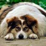 perro con hipotiroidismo