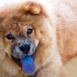 perro con lengua azul