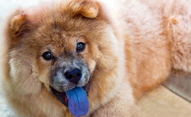 perro con lengua azul