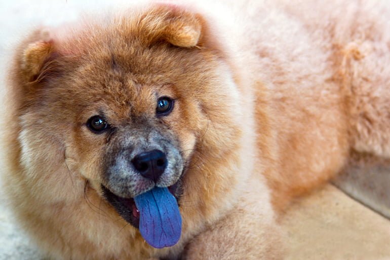 Todas las razas de perro con lengua Azul
