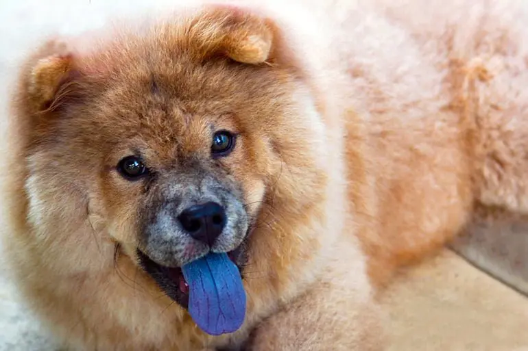 perro con lengua azul