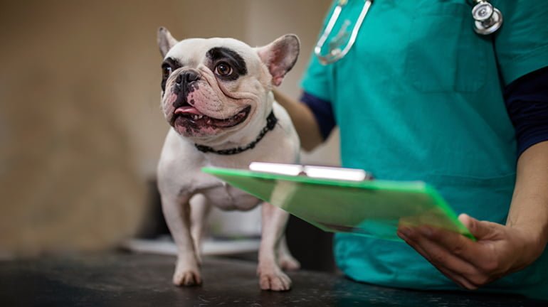 Types de pemphigus canin et leurs traitements
