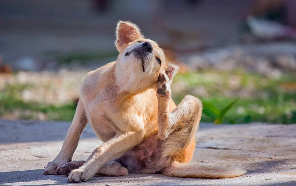 perro con pulgas se rasca4