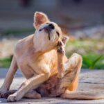 perro con pulgas se rasca4