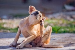 perro con pulgas se rasca4