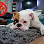 perro con pulgas sobre una alfombra