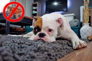 perro con pulgas sobre una alfombra