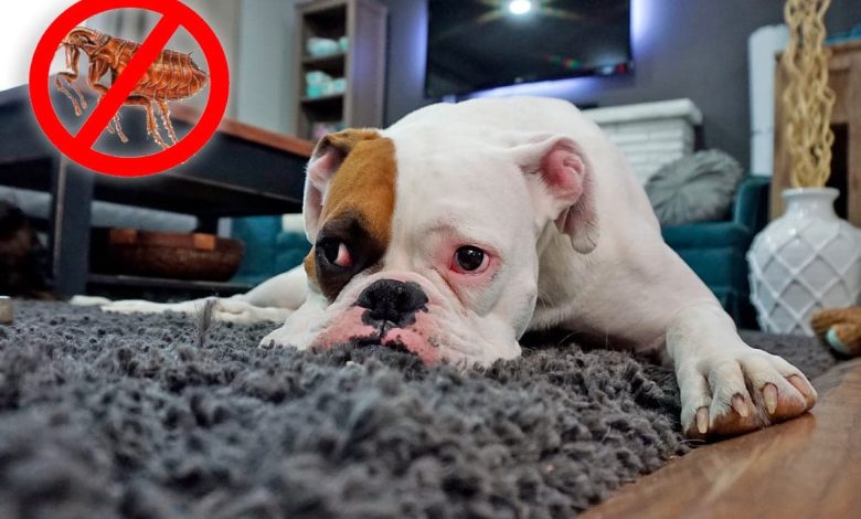perro con pulgas sobre una alfombra