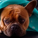 perro con rotavirus bajo una manta