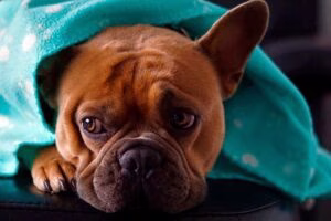 perro con rotavirus bajo una manta