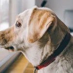 perro confinado en casa