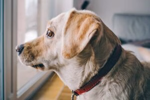 perro confinado en casa