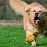 perro corriendo tras la pelota