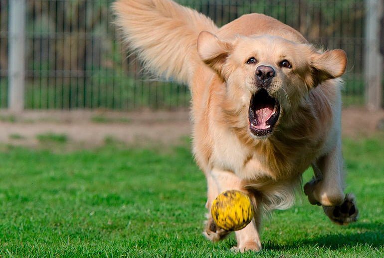 perro corriendo tras la pelota