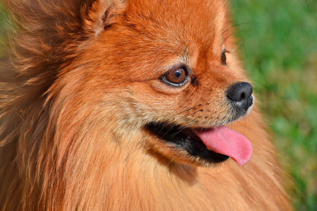 Raza Pomerania - Características, temperamento y cuidados