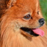 perro de raza pomerania