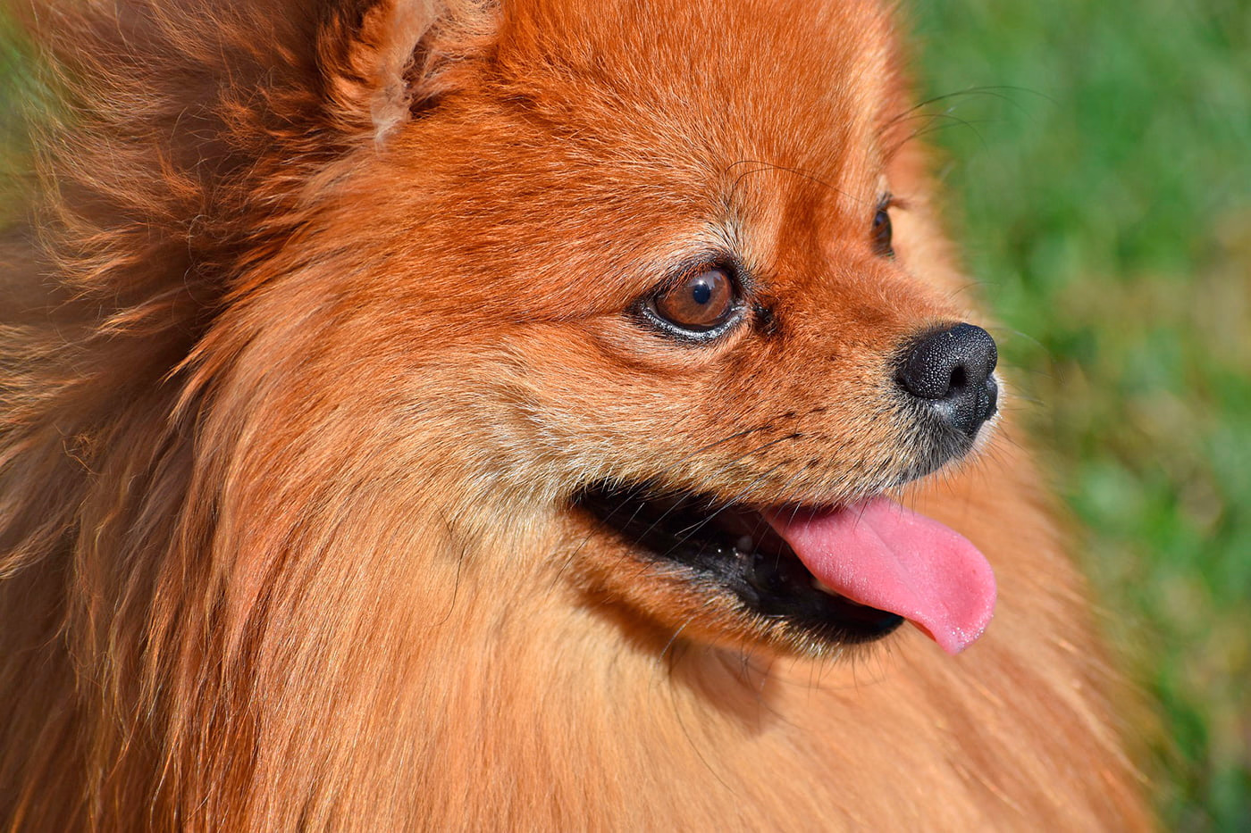 perro de raza pomerania