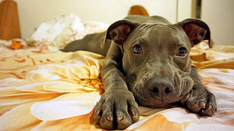 perro-descansando-en-su-cama