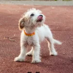 perro despues de defecar