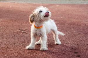 perro despues de defecar