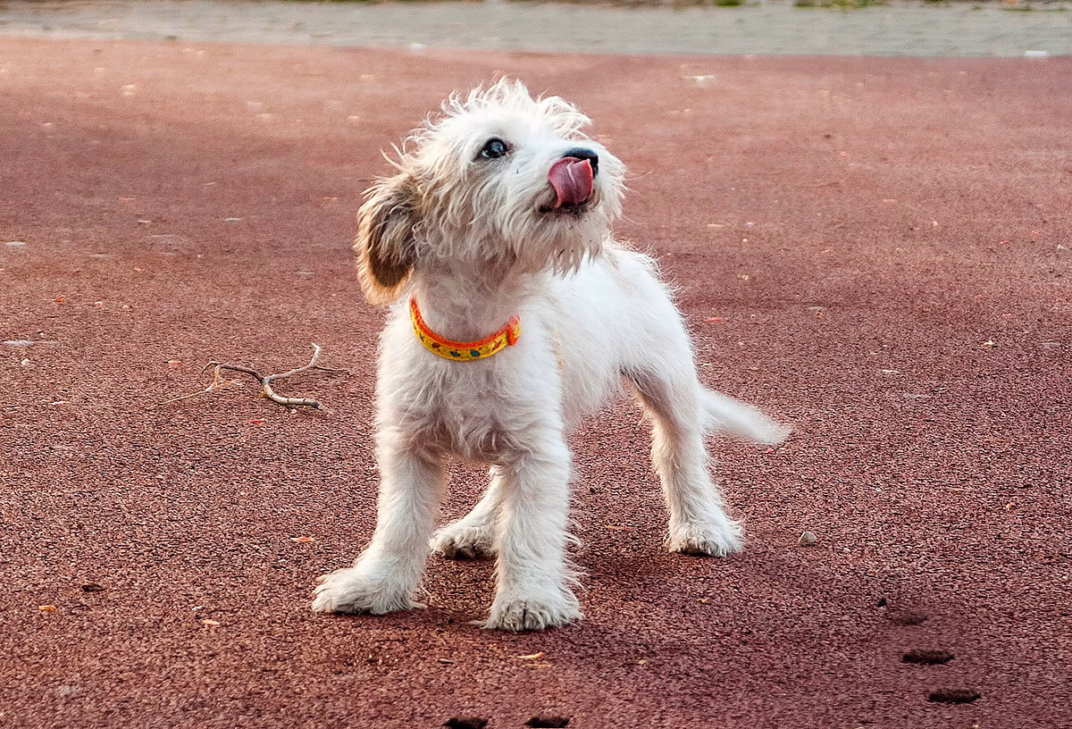 perro despues de defecar